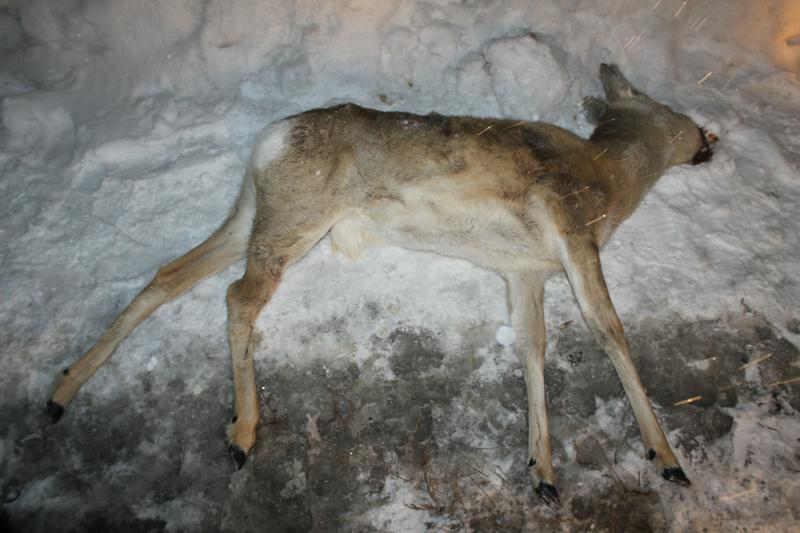 За незаконную охоту задержаны отец и сын