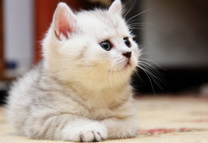 В Казахстане стартовал конкурс малых грантов в поддержку бездомных животных