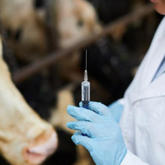 Ветеринария саласы сын көтермейді