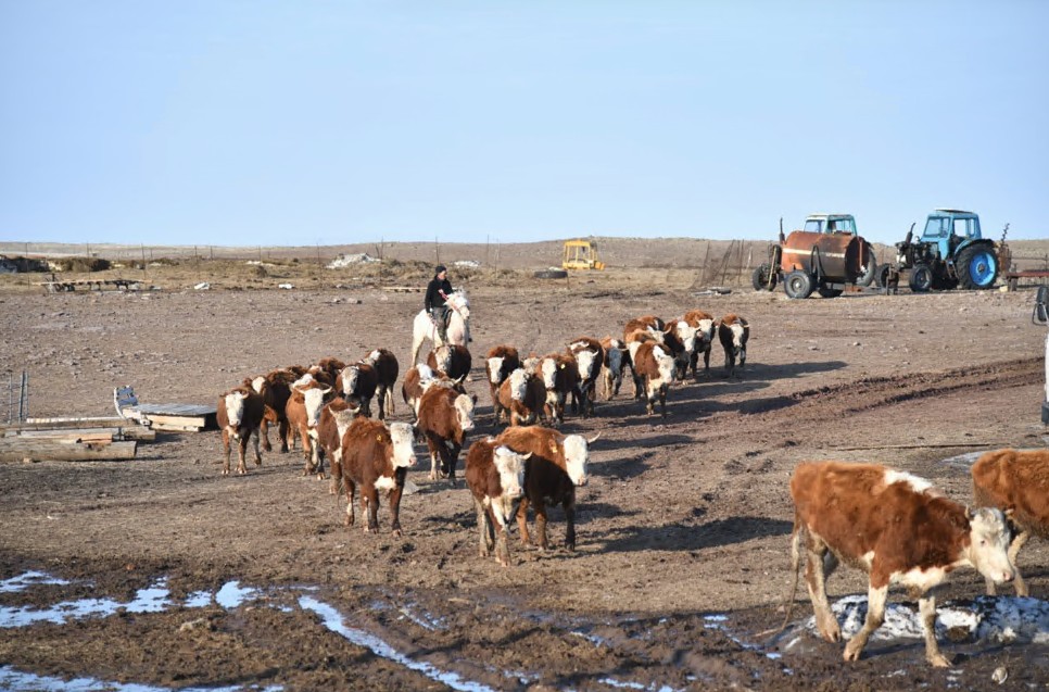 Мал өнімін дайындауға басымдық берілсе...